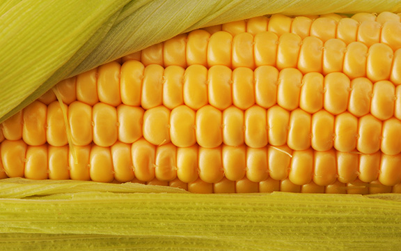 Corn - tejarat sabz
