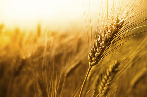 wheat Products - tejarat sabz